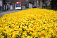 A bus approaches from the distance in a sea of daffodils.
