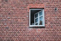 A cat, looking out of an open window in a brick wall.